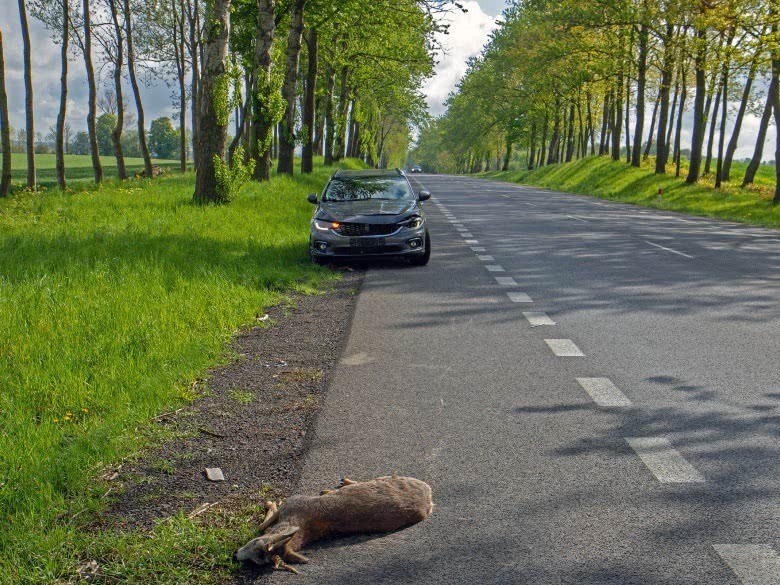 Auto an der Straße nach Wildunfall