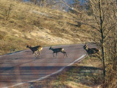 Rehe beim Wildwechsel