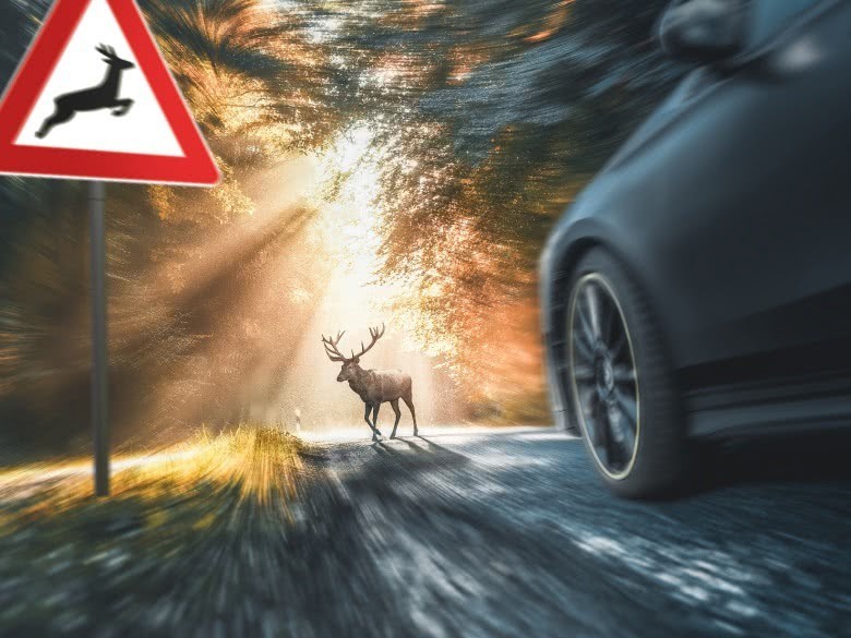 Wild auf der Straße führt zum Wildunfall - was tun?