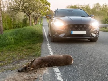 Reh liegt auf der Straße nach einem Wildunfall