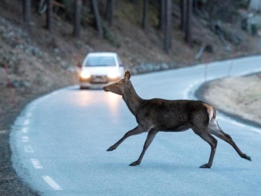 Wildunfallbescheinigung - Wildtier überquert Strasse