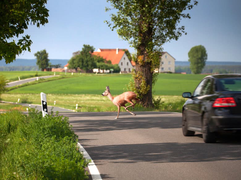 Reh sprint über die Straße vor einem Auto